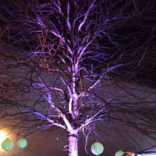 7x3 W RGB LED Floorspot, Baumbeleuchtung, uplighting, Baumkrone lila, sehr dekorativ, zu mieten bei VEITLIGHT® in Berlin Lichtenberg