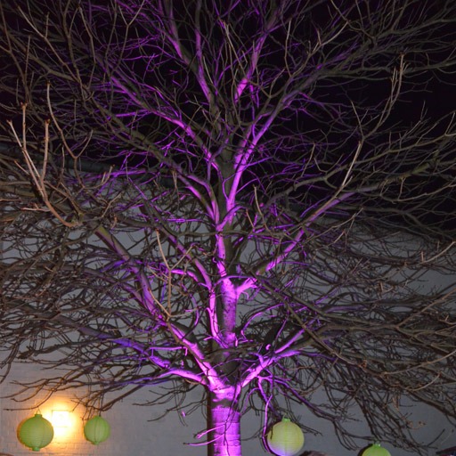 7x3 W RGB LED Floorspot, Baumbeleuchtung, uplighting, Baumkrone pink, sehr dekorativ, zu mieten bei VEITLIGHT® in Berlin Lichtenberg