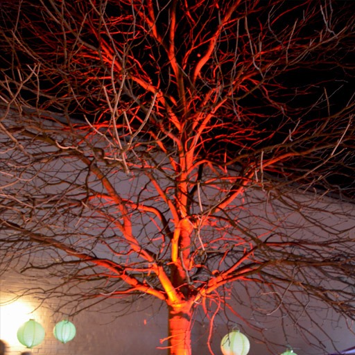 7x3 W RGB LED Floorspot, Baumbeleuchtung, uplighting, Baumkrone rot, sehr dekorativ, zu mieten bei VEITLIGHT® in Berlin Lichtenberg